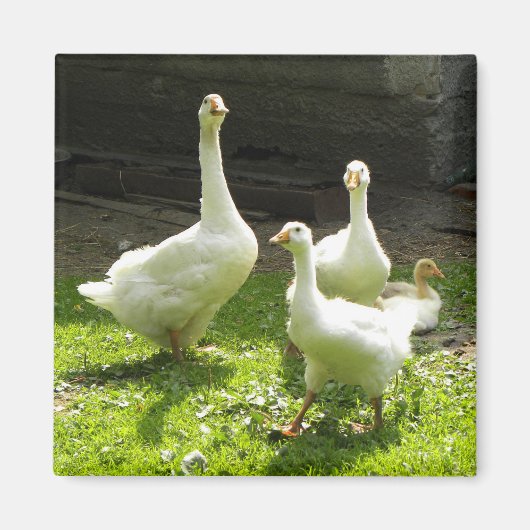 ウクライナゲーゼ マグネット (正面)