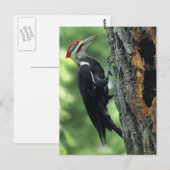 ウグイス ポストカード (正面/裏面)