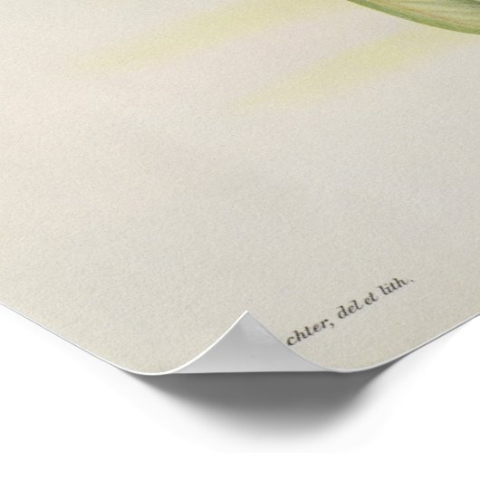 ウグリ科 ポスター (角)