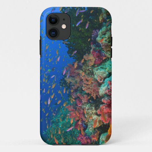 ウケグチイロハタ(Pseudanthias Case-Mate iPhoneケース (裏面)