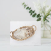 ウサギが籠に入っている。ホランドロップ。 ポストカード (スタンド正面)