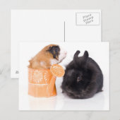 ウサギとモルモット ポストカード (正面/裏面)