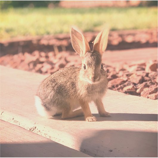 ウサギのウサギの写真イースター春 シール (正面)