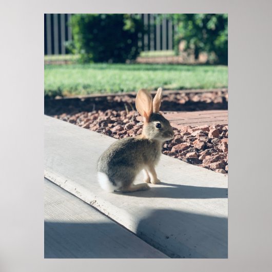 ウサギのウサギの写真イースター春 ポスター (正面)