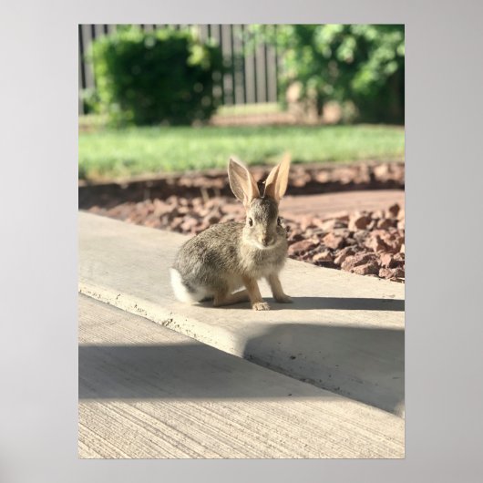 ウサギのウサギの写真イースター春 ポスター (正面)