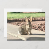 ウサギのウサギの写真イースター春 ポストカード (正面/裏面)