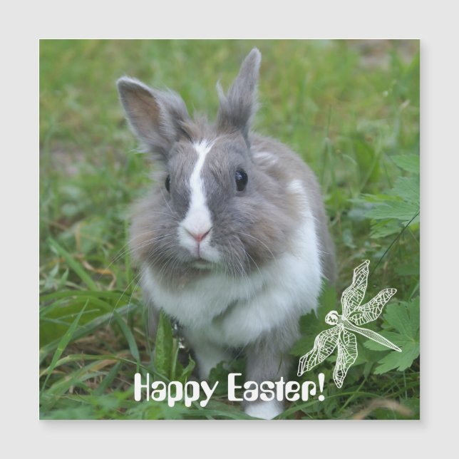 ウサギのバニー (正面)