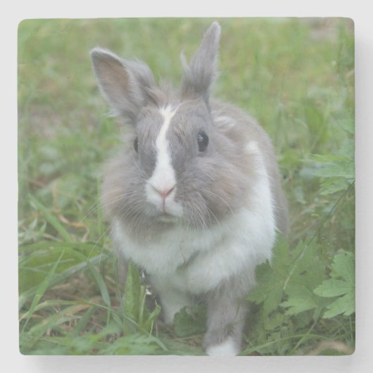 ウサギのバニー ストーンコースター (正面)