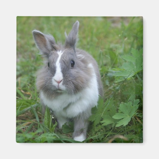 ウサギのバニー マグネット (正面)