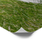 ウサギのバンツー写真のポスター ポスター (角)