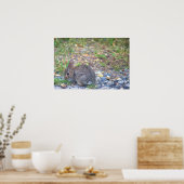 ウサギの写真 ポスター (キッチン)