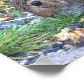 ウサギの写真 ポスター (角)