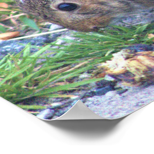 ウサギの写真 ポスター (角)