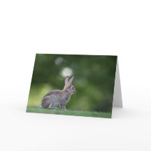 ウサギの自然写真