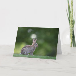 ウサギの自然写真 カード