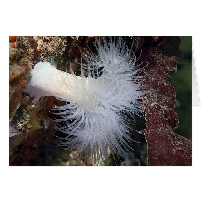 ウサギイソギンチャク (Metridium farcimen) (正面横)