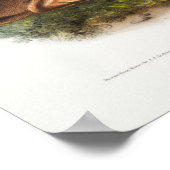 ウサギイラストレーション ポスター (角)