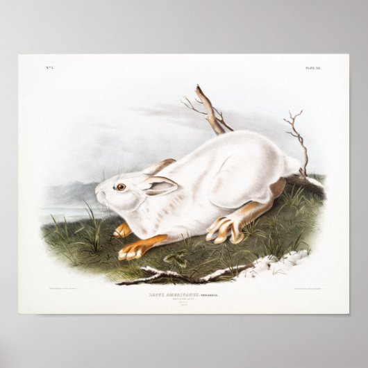 ウサギイラストレーション ポスター (正面)