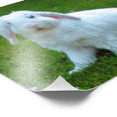 ウサギ写真プリント フォトプリント            (角)