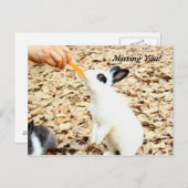 ウサギ葉書 ポストカード (正面/裏面)