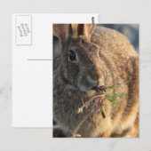 ウサギ葉書 ポストカード (正面/裏面)