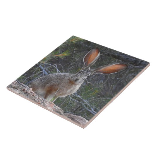 、ウサギ陶磁器、野性生物のタイルジャックウサギ タイル (側面)