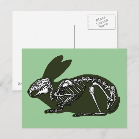 ウサギ骨格 ポストカード (正面/裏面)