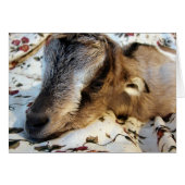 ウサギ (正面横)