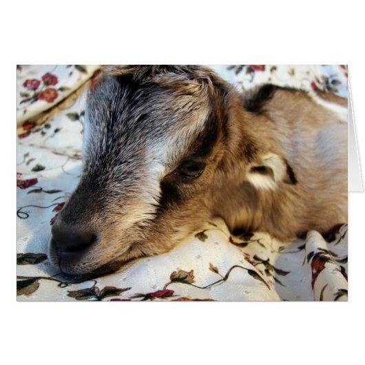 ウサギ (正面横)