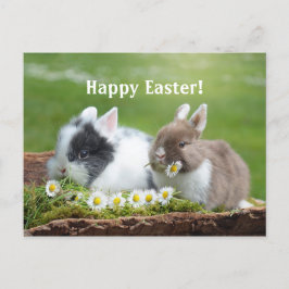 ウサギ8イースターポストカード ポストカード