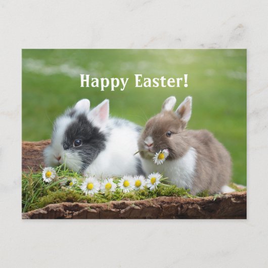 ウサギ8イースターポストカード ポストカード (正面)