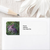 ウサギ8603 ラベル (インサイチュ)