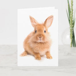 ウサギ カード