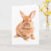 ウサギ カード (黄色い花)