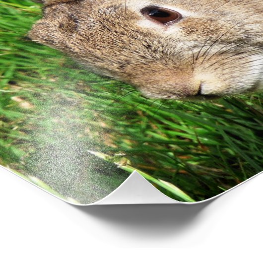 ウサギ フォトプリント            (角)