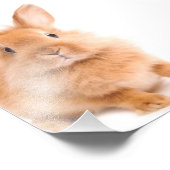 ウサギ フォトプリント            (角)