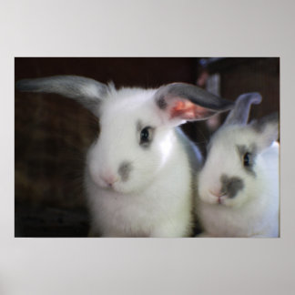 ウサギ ポスター