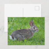 ウサギ ポストカード (正面/裏面)