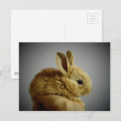 ウサギ ポストカード (正面/裏面)