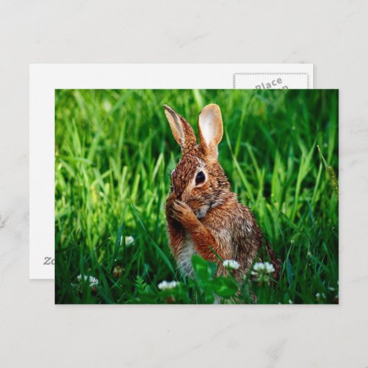 ウサギ ポストカード (正面/裏面)