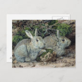 ウサギ ポストカード (正面/裏面)