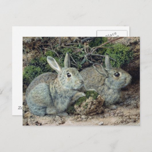 ウサギ ポストカード (正面/裏面)