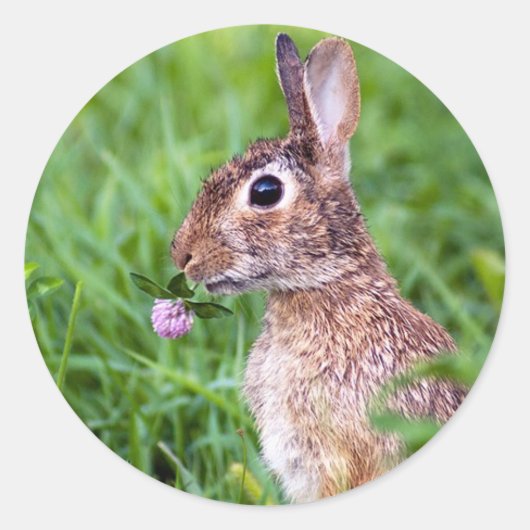 ウサギ ラウンドシール (正面)