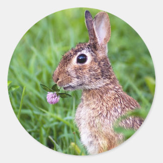 ウサギ ラウンドシール