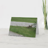 ウサギ、誕生日 カード (裏面)