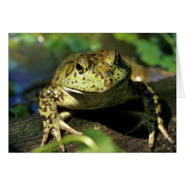 ウシガエル (正面横)
