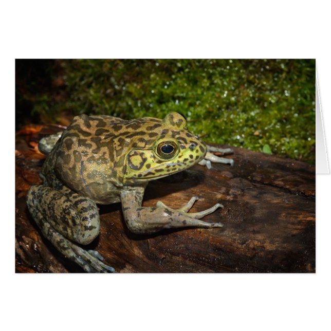 ウシガエル (正面横)