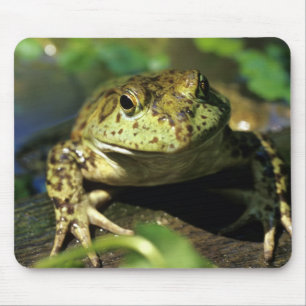 ウシガエル マウスパッド