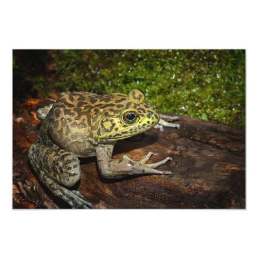 ウシガエル、Rana catesbeiana フォトプリント (正面)