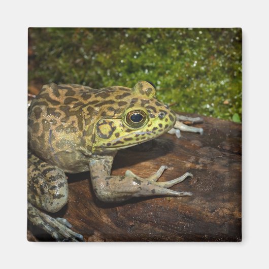 ウシガエル, Rana catesbeiana マグネット (正面)